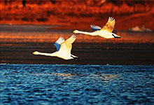 天鹅在洋河湿地飞舞