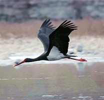 黑鹳高清版鸟摄影作品