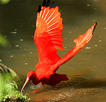 红鹮高清鸟摄影作品