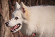 爱斯基摩犬与萨摩耶的区别是什么？爱斯基摩犬与萨摩耶成年后的区分介绍