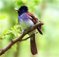 唯美可爱的紫寿带鸟图片