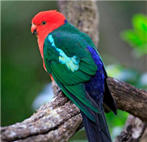可爱的澳洲国王鹦鹉图片
