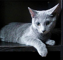 可爱的小俄罗斯蓝猫图片