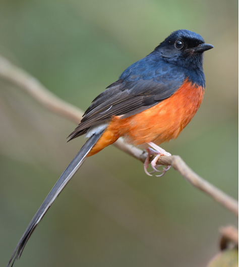 鸟类的消化系统的结构和功能  鸟类的消化系统的特点？