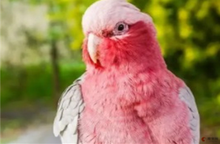 鸟类结膜炎症状  鸟类结膜炎怎么治疗?