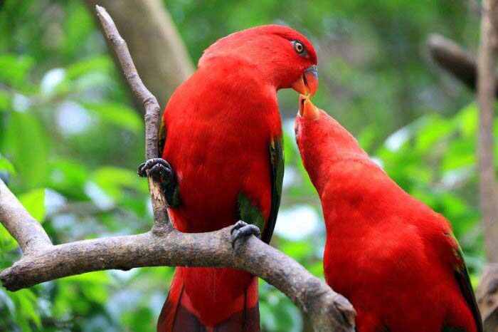 红色羽毛的鸟类有哪些?什么鸟的羽毛是红色的？