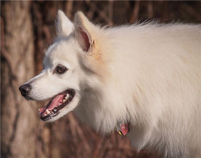 爱斯基摩犬与萨摩耶的区别是什么？爱斯基摩犬与萨摩耶成年后的区分介绍