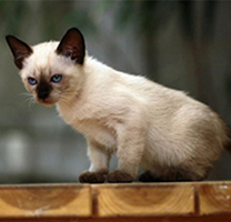人见人爱的泰国猫暹罗猫图片