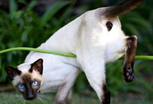 暹罗猫训练难度有多大？训练的注意事项有哪些？
