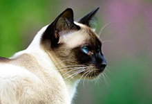 暹罗猫常见病有哪些？常见病的治疗方法是什么？