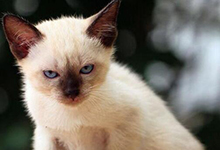 怎么辨别暹罗猫的年龄？延长寿命的方法是什么？