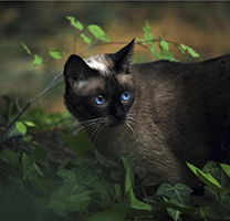【猫咪图片】不同风格的泰国暹罗猫图片