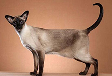 怎么训练暹罗猫坐下？训练暹罗猫坐下的注意事项有哪些？