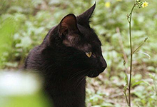 黑狸花猫价格有多贵？怎么挑选黑色狸花猫？