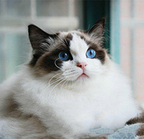 独特可爱的蓝眼睛布偶猫图片