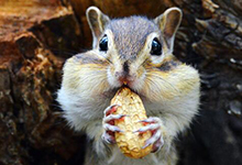 金花松鼠最爱吃什么食物？不能吃的食物是什么？