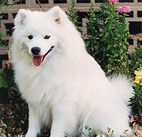 可爱的纯白色阿拉斯加犬图片
