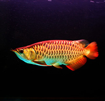 色彩迷人的金龙鱼高背图片