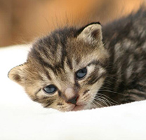 可爱呆萌的小虎斑猫图片