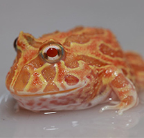 个性有趣的南瓜角蛙图片