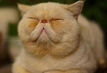 加菲猫感冒了怎么办？它感冒的症状是什么？