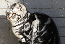 虎斑猫拉肚子怎么办？它拉肚子会造成的疾病有哪些？