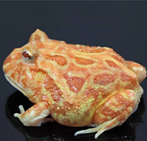 个性十足的南瓜角蛙图片