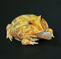独特的成年黄金角蛙图片