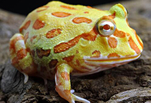 黄金角蛙的价格怎么样？挑选它需注意什么？