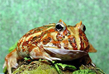 如何分辨角蛙是死了还是冬眠？角蛙冬眠环境介绍