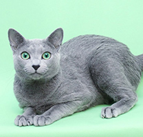 【猫咪图片】别致迷人的纯种俄罗斯蓝猫图片
