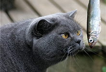 俄罗斯蓝猫应该怎么饲养？饲养蓝猫的方法要点介绍！