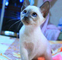可爱迷人的暹罗猫蓝重点图片