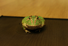 角蛙的饲养温度是几度？饲养角蛙的环境要求介绍