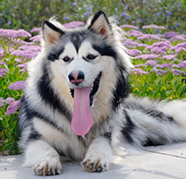 可爱的阿拉斯加犬图片