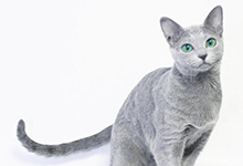 俄罗斯蓝猫训练难度高吗？训练蓝猫的方法大全
