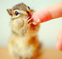 唯美可爱的小松鼠高清图片