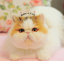 唯美可爱呆萌的加菲猫高清图片