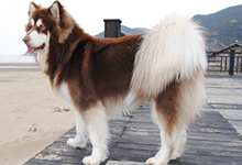 阿拉斯加犬性格如何？阿拉斯加雪橇犬的性格特点介绍！