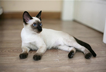 如何区分缅甸猫和暹罗猫？缅甸猫与暹罗猫的区别介绍！