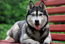 【图解】哈士奇和阿拉斯加的区别：让你轻轻松松辨别阿拉斯加犬和哈士奇