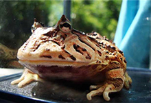 角蛙的寿命究竟有几年？科学饲养角蛙可延长其寿命