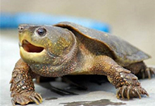 鹰嘴龟的生活习性是怎样的？鹰嘴龟的种群分布及保护措施