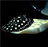 【观赏鱼图片】独特的皇冠魟鱼黑白高清图片