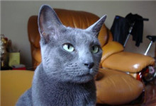 俄罗斯蓝猫养之前做哪些准备工作？如何挑选俄罗斯蓝猫的猫粮？