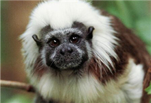 普通棉耳狨猴的品种介绍 棉耳狨猴可以养吗？