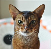 【猫咪图片】可爱的阿比西尼亚猫图片