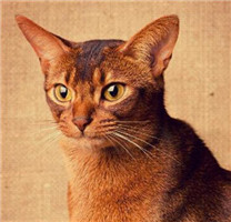 【图】可爱的阿比西尼亚猫图片