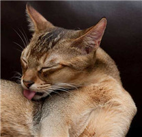【图】阿比西尼亚猫高清图片