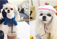 【图】萌化人心！韩马尔济斯犬意外走红  百变发型在社交媒体引起轰动